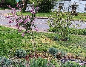 Mid-May garden updates