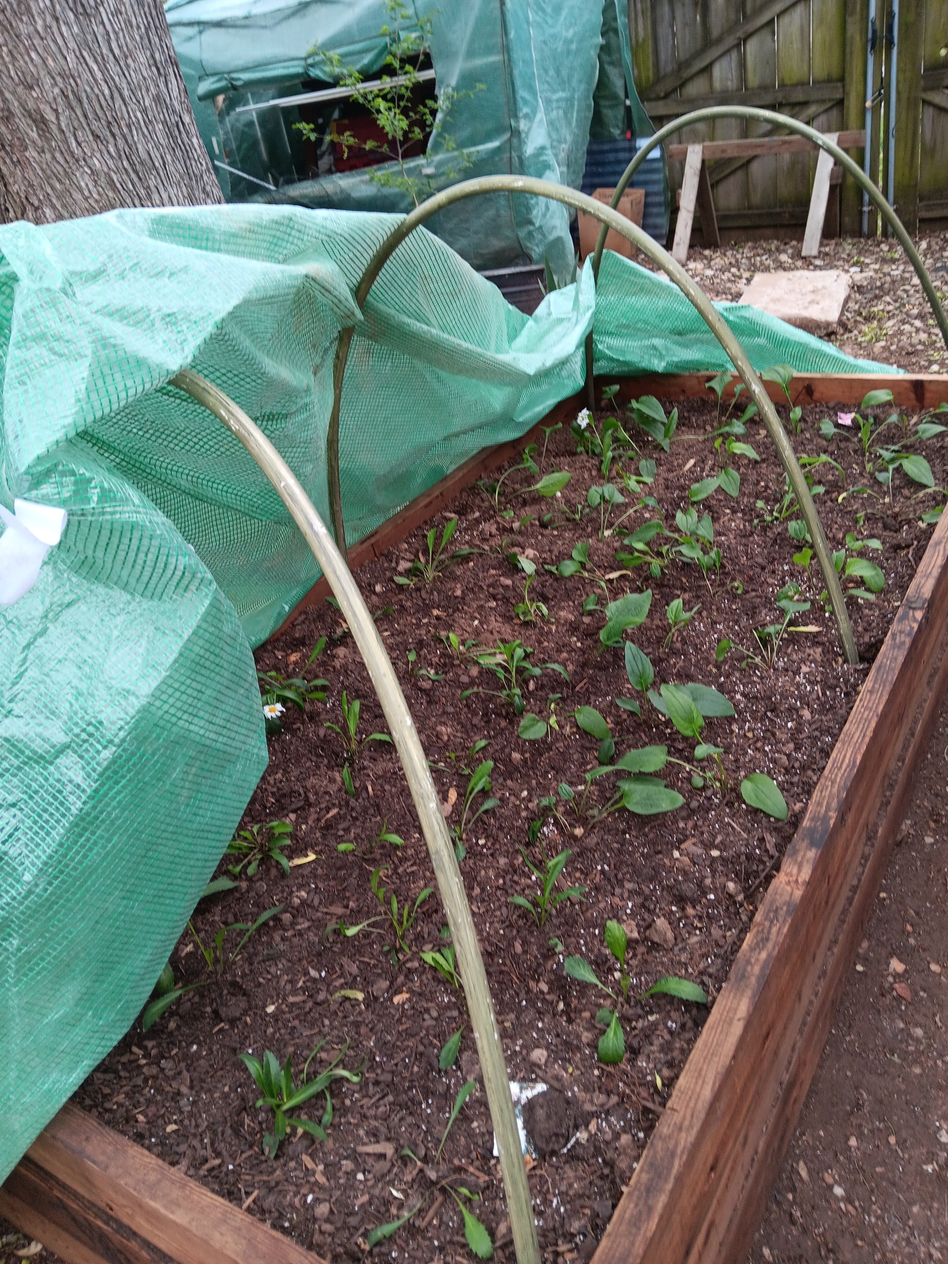 Hardening off plants to put in our gardens