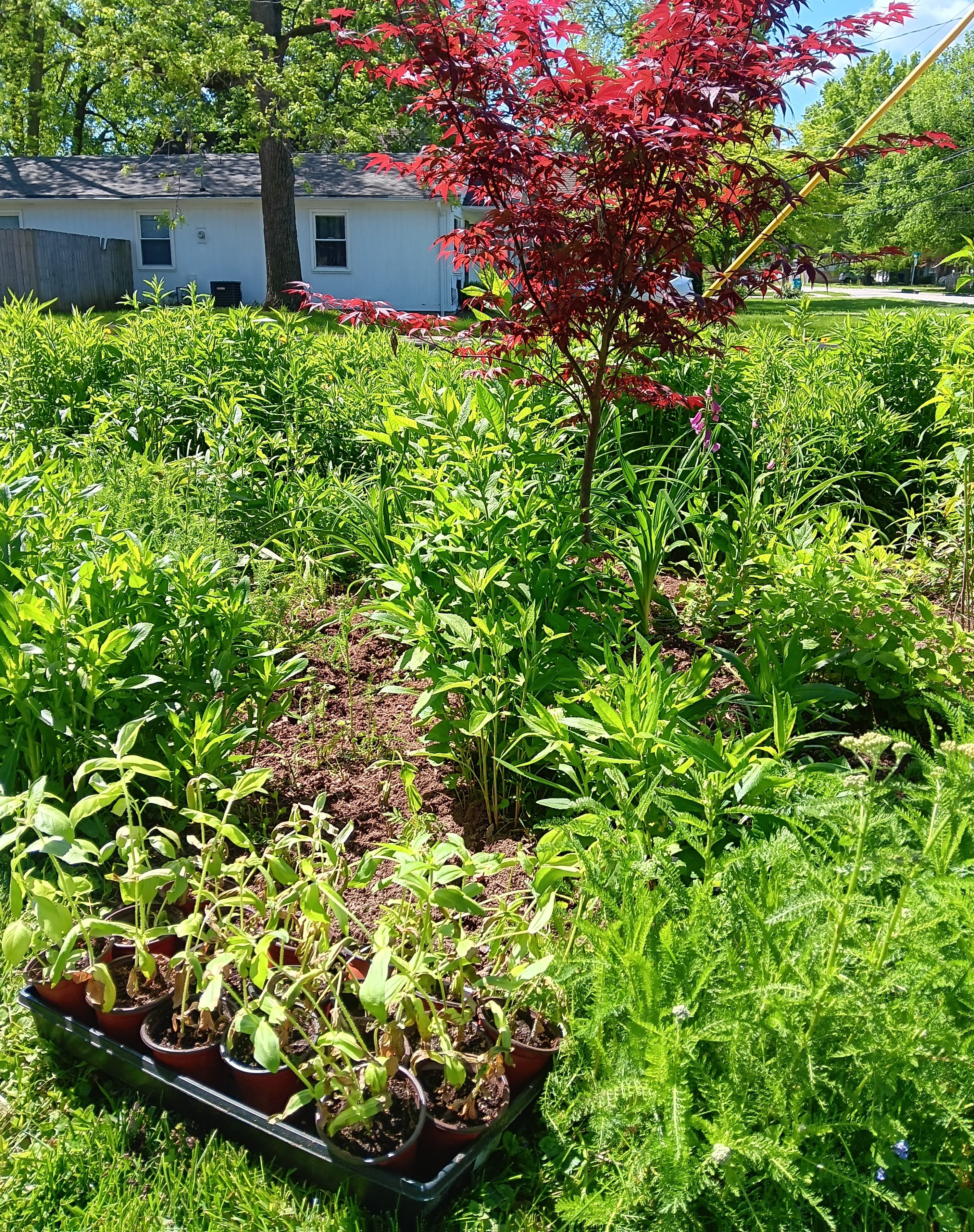The value of saving seeds for your garden, etc…