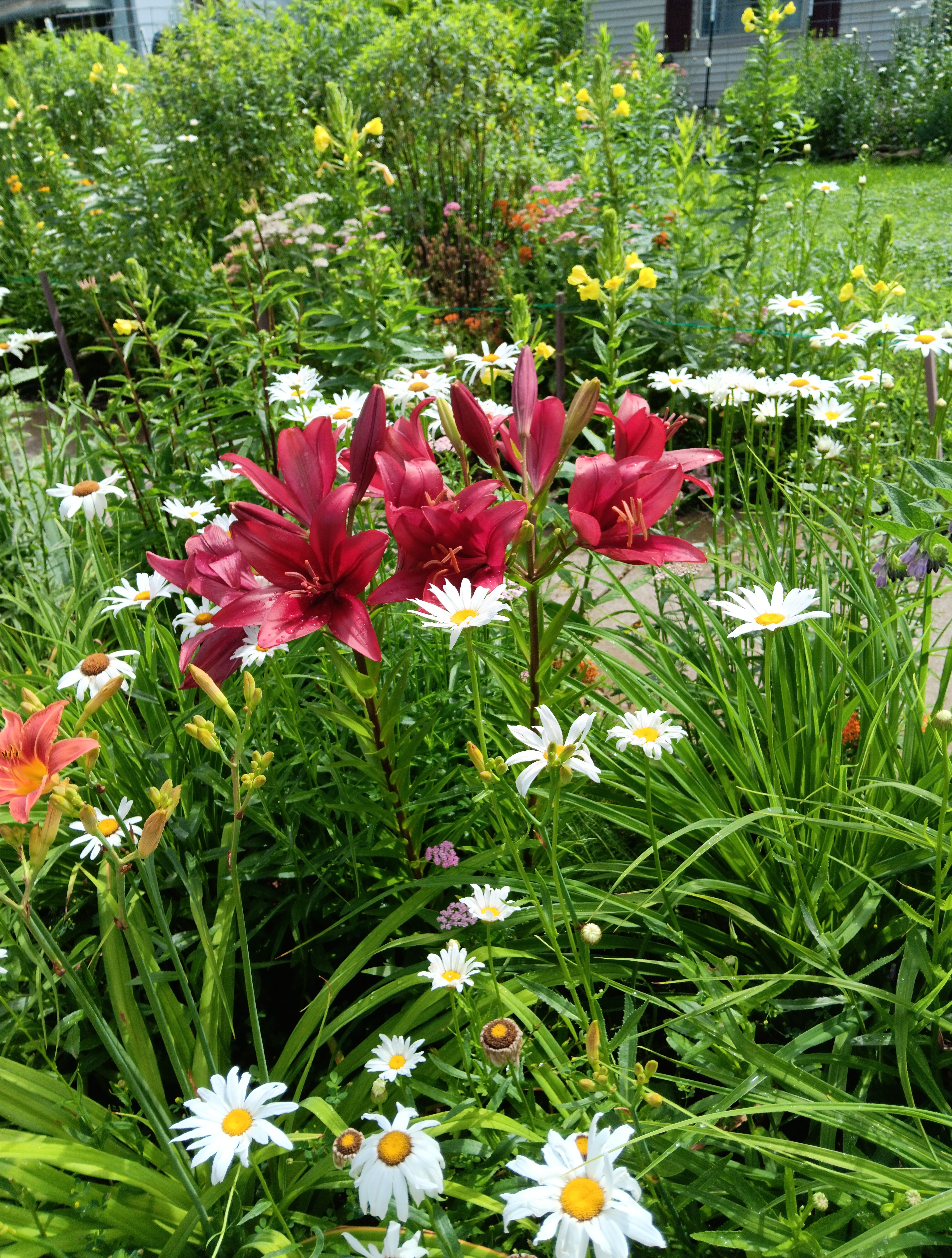 Today’s flowers from my front yard