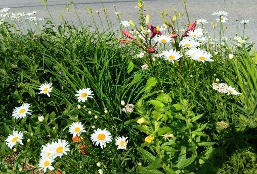 Perennials getting ready to bloom…