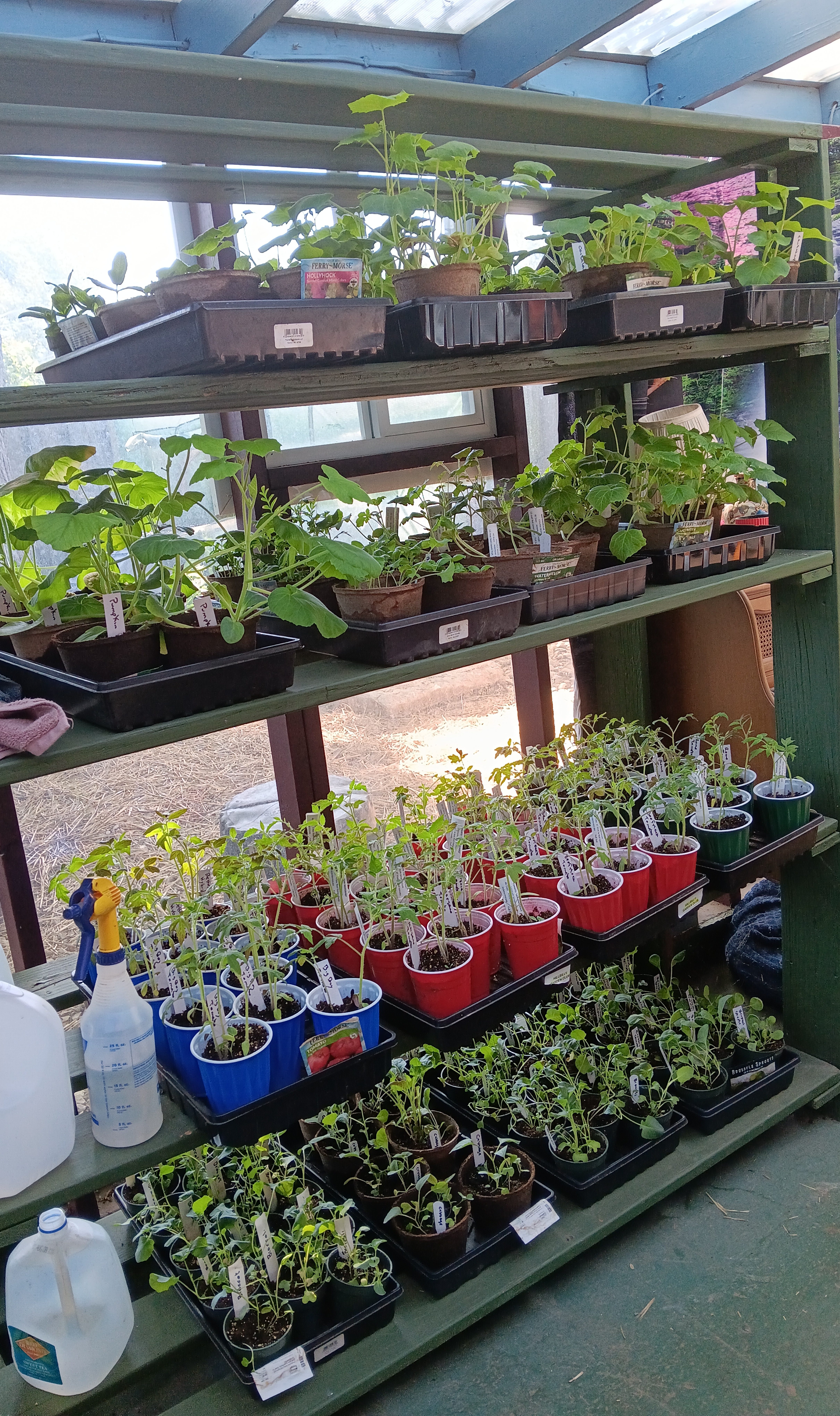 End of June gardening update.