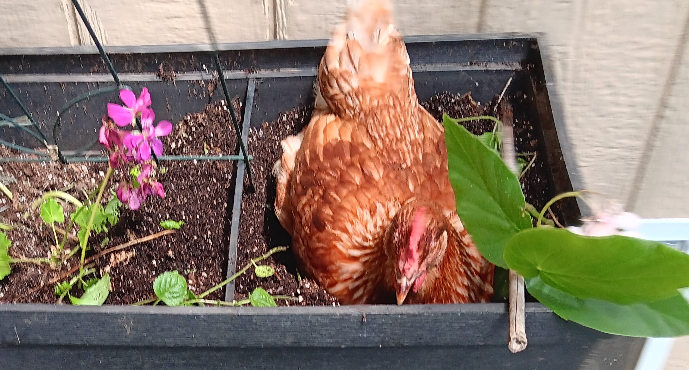 I seem to have a new girlfriend…