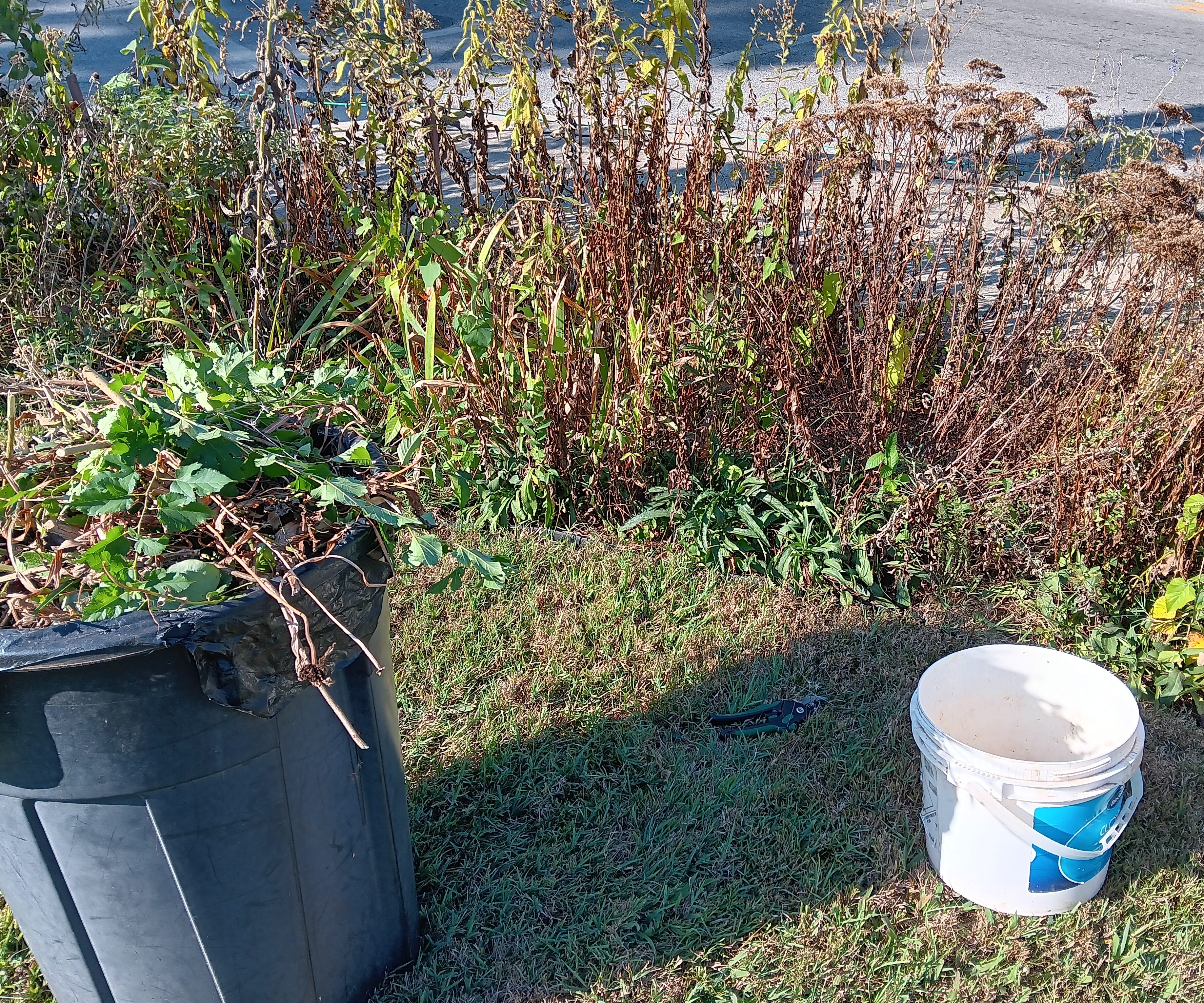 Trimming perennials in mid-September.