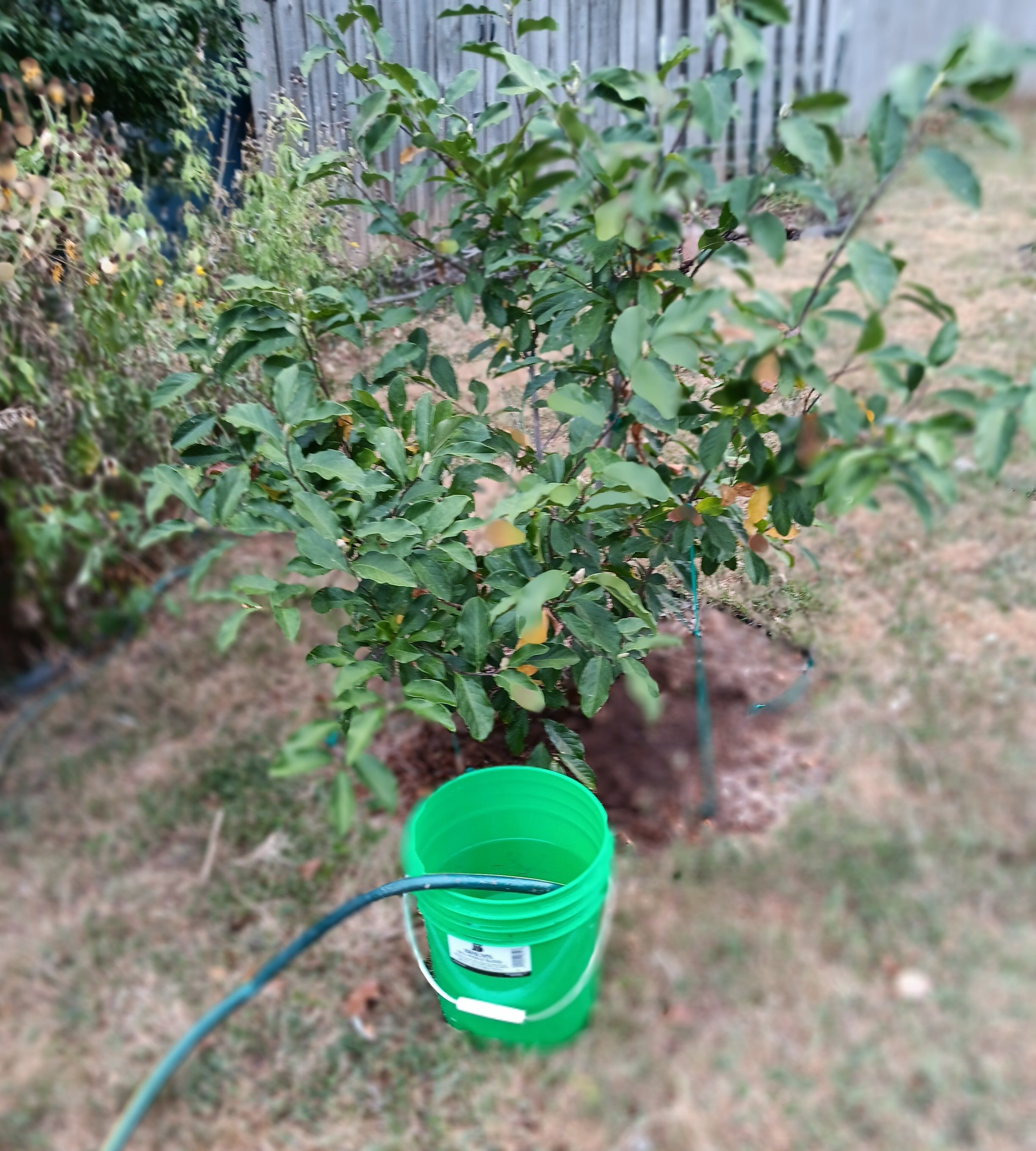 Watering all my small trees…