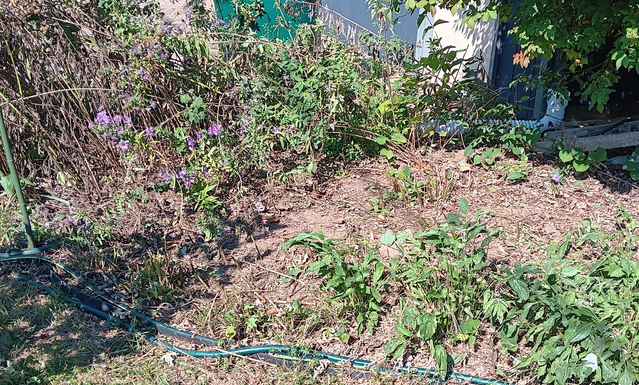 October cutting back, mulching, and micro-climates.