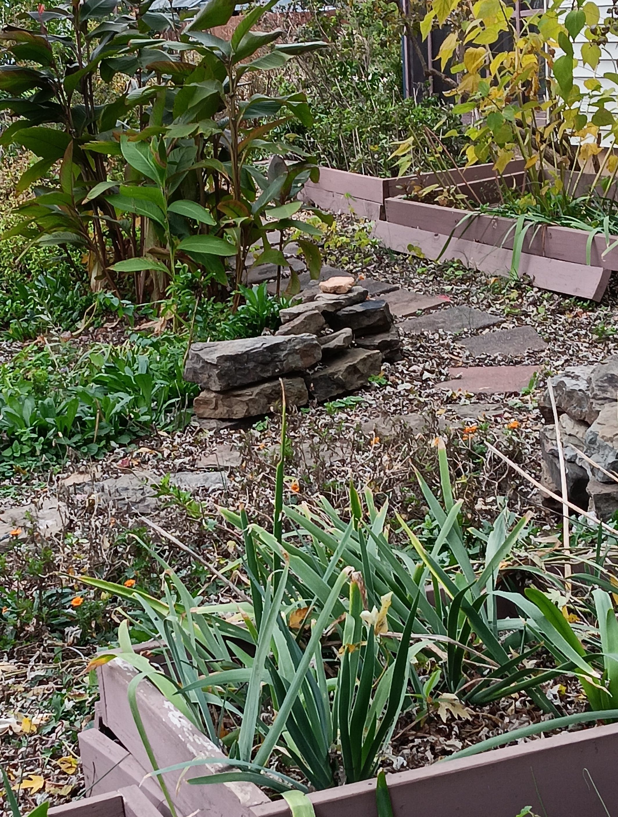 Images from the front yard Fall 2025