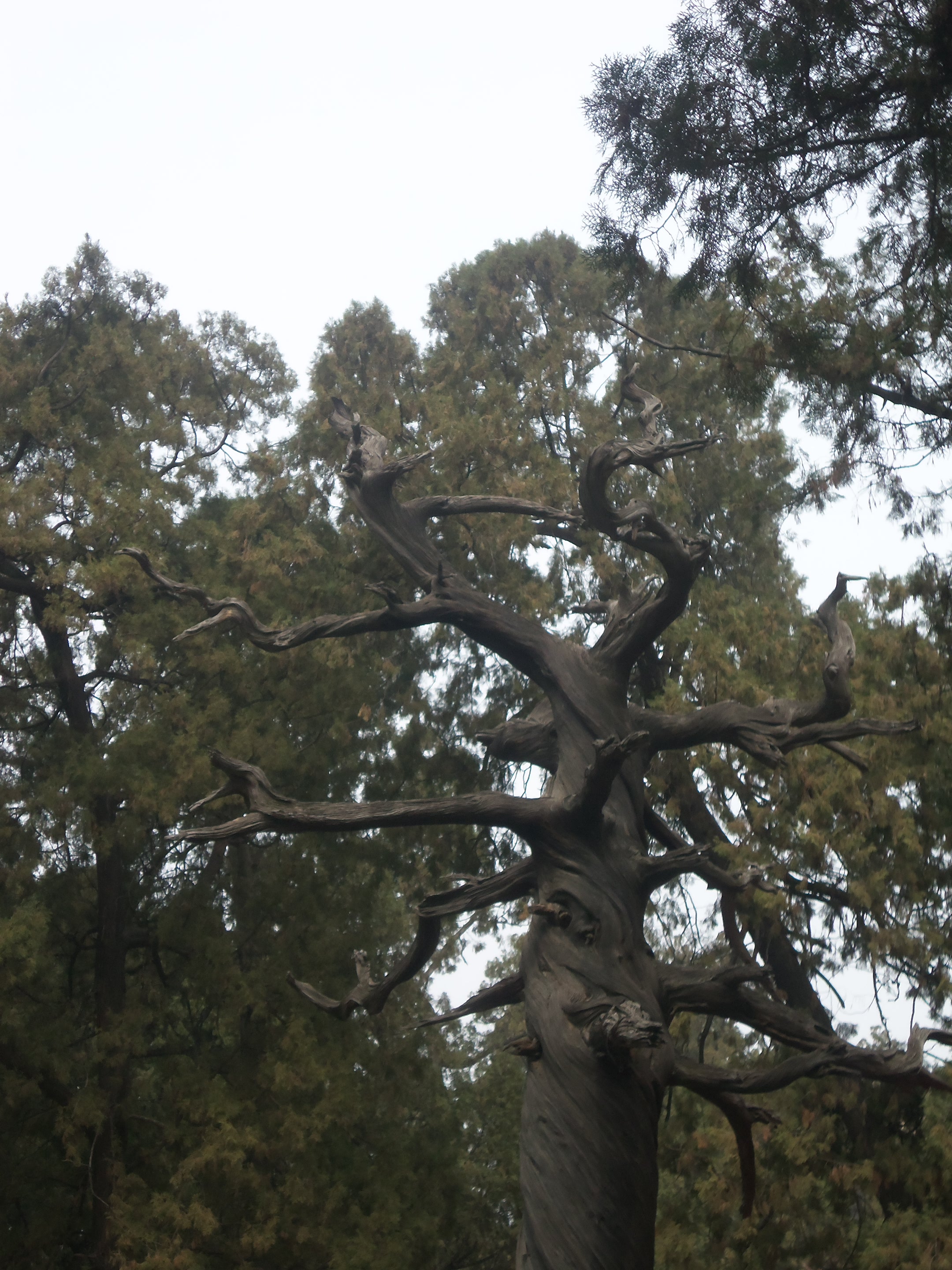 Morning Meditation: The Ancient Pine and the Mountain